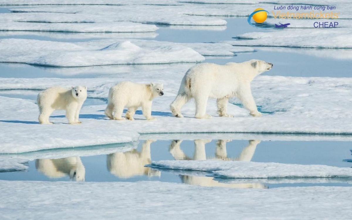 Giá vé máy bay đi Arctic