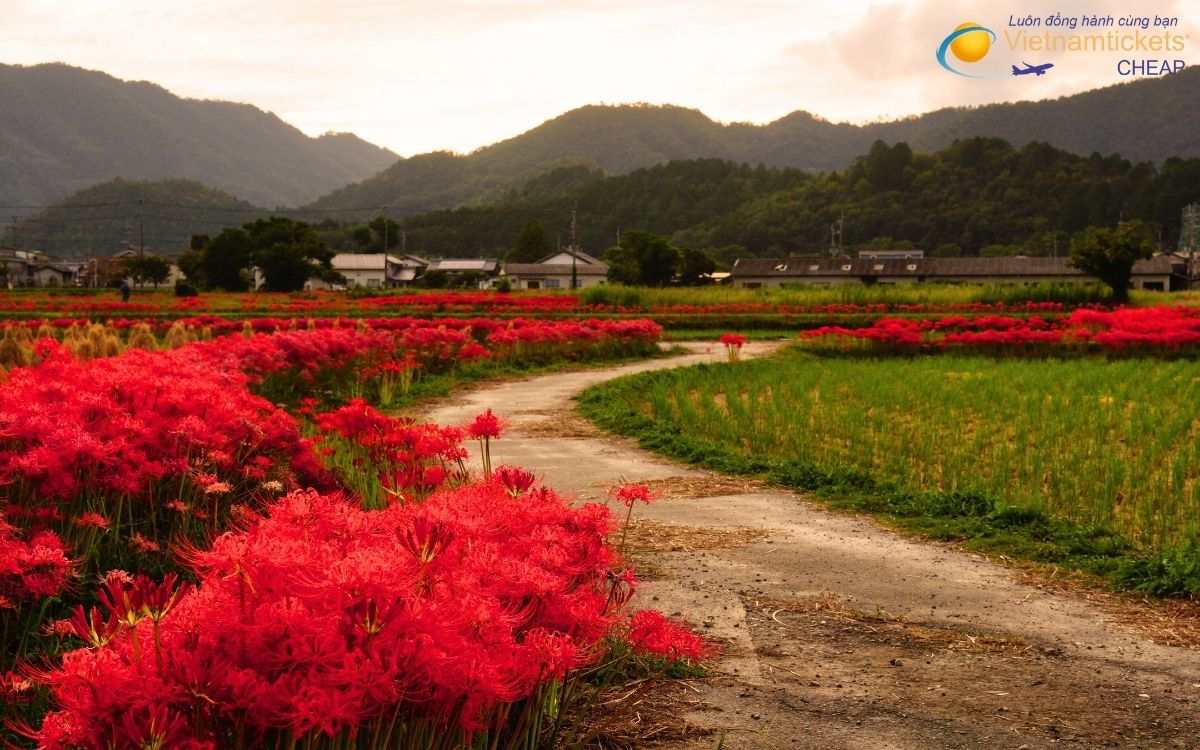 Những hỏi đ&aacute;p về v&eacute; m&aacute;y bay Mont Tremblant