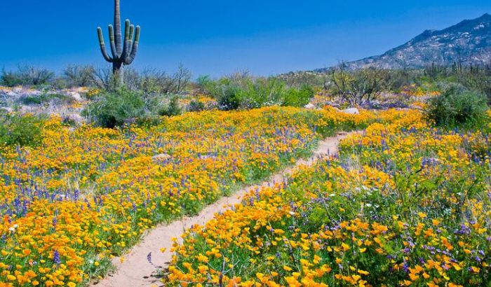Vườn quốc gia Saguaro