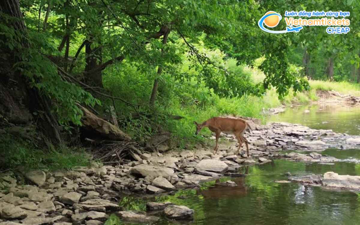 Đặc điểm tự nhiên nổi bật của bang Illinois