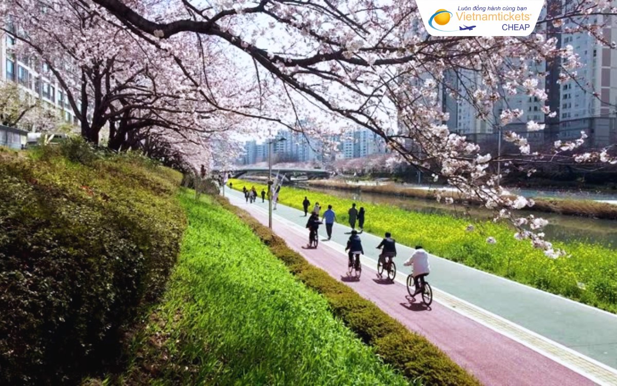 Giá vé máy bay Sài Gòn Busan hôm nay