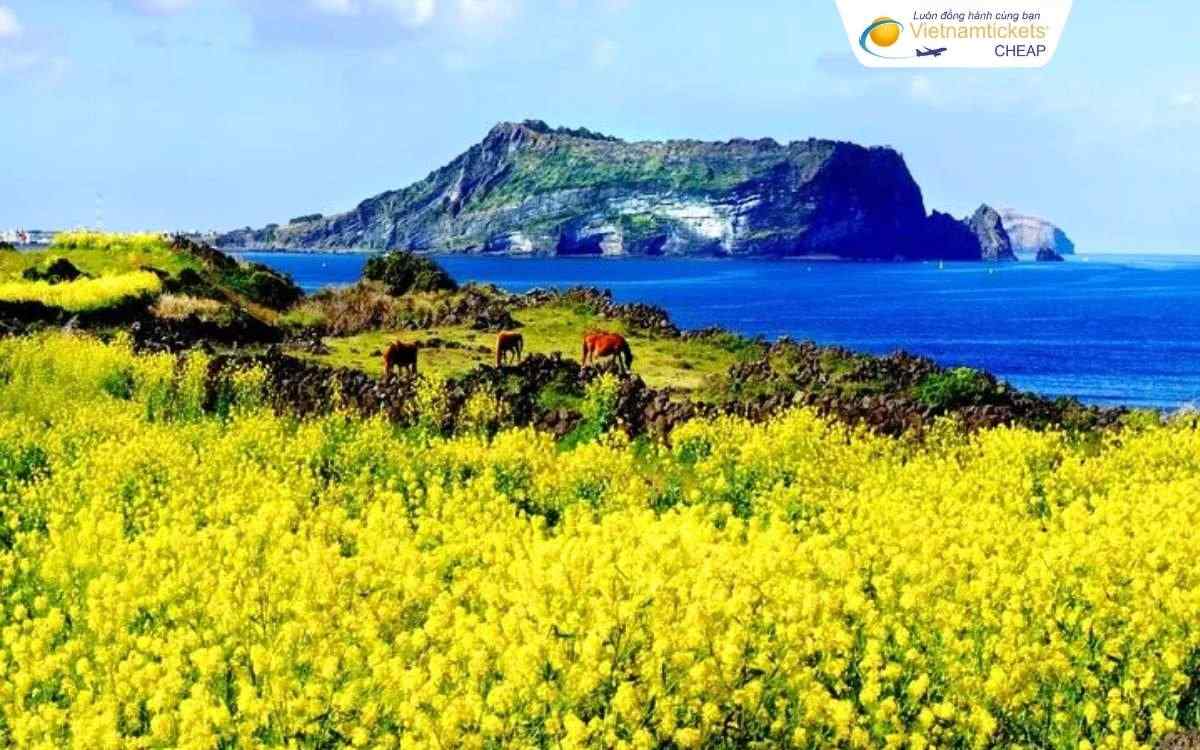 Giá vé máy bay từ Seoul đi Jeju