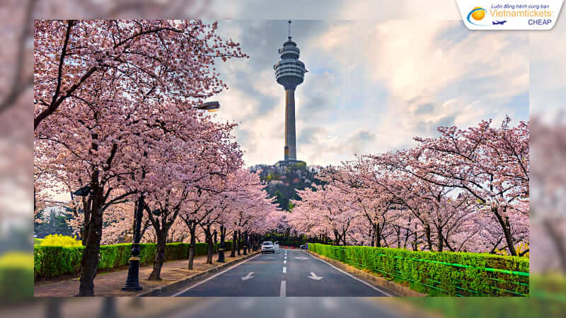 mua vé đi daegu vào mùa thấp điểm du lịch