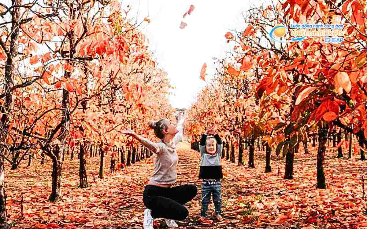 Chuẩn bị hành trình du lịch Úc mùa thu