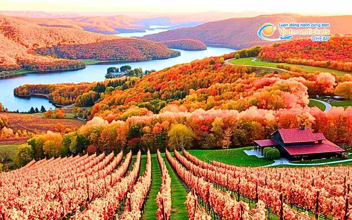 Thu hoạch rượu vang vào mùa thu Úc