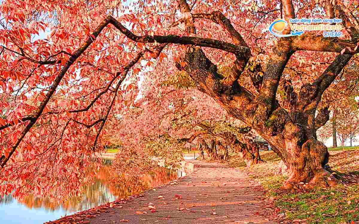 Nên đi Sydney mùa thu hay mùa khác