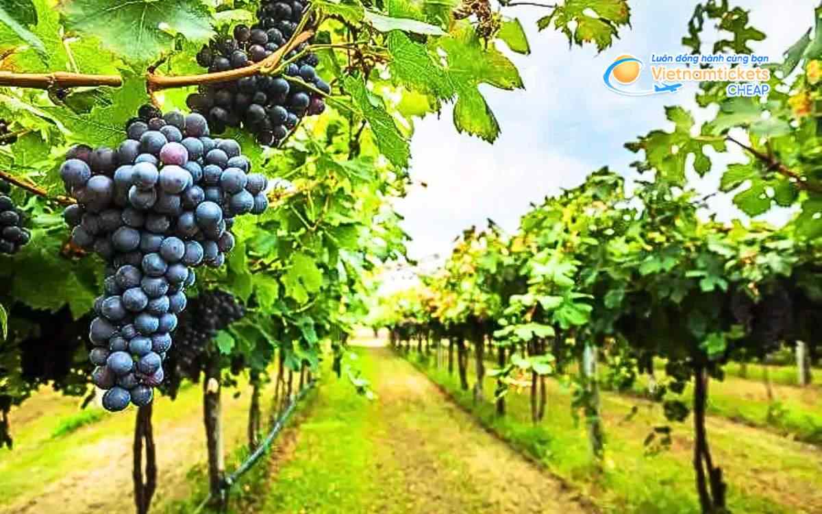 Những giống nho nổi bật