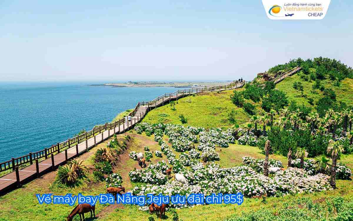 vé máy bay Đà Nẵng Jeju ưu đãi chỉ 95$