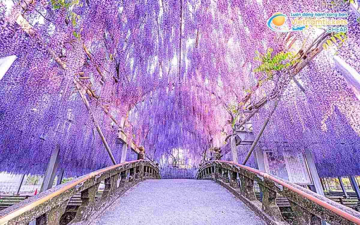 Vé máy bay đi Ashikaga bao nhiêu tiền?