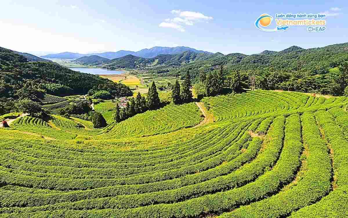 Vé máy bay đi Boseong bao nhiêu tiền?