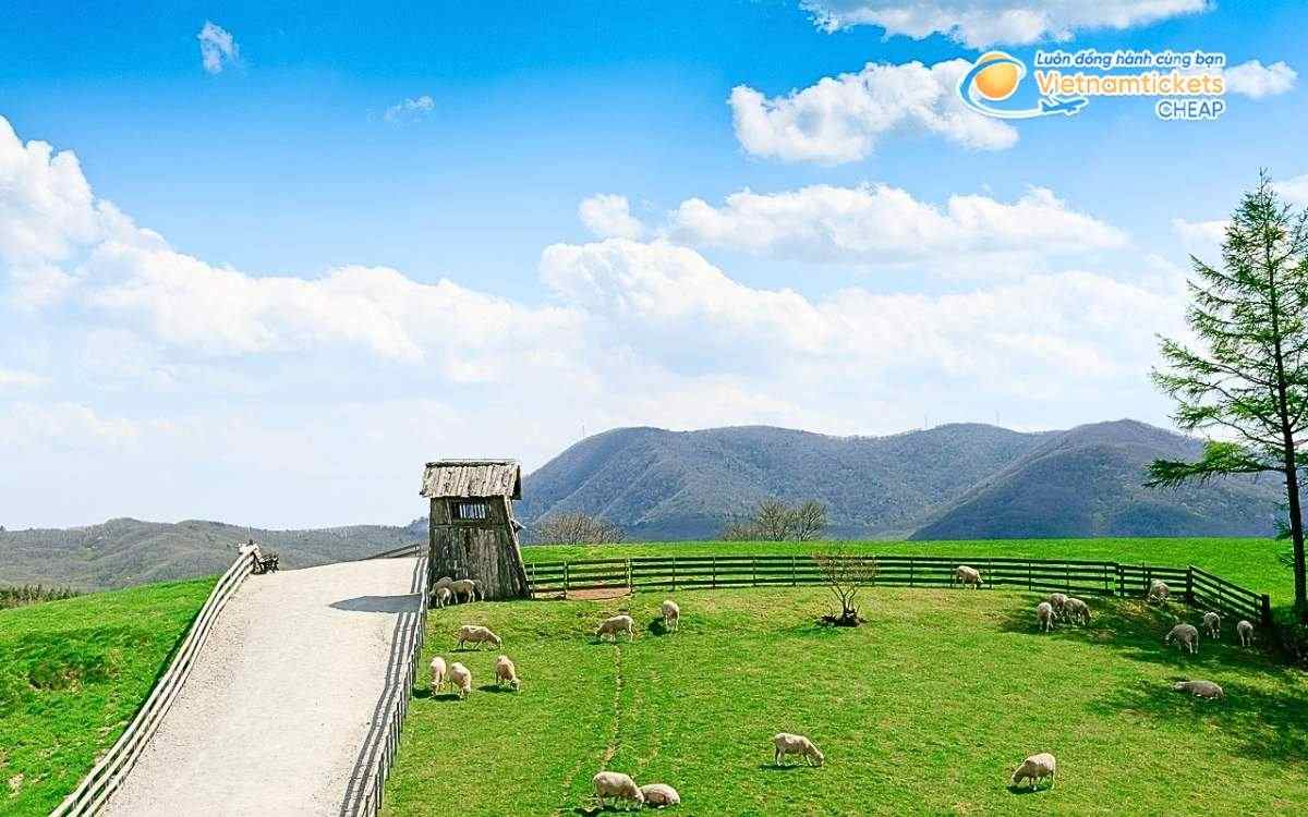 Vé máy bay đi Gangwon bao nhiêu tiền?