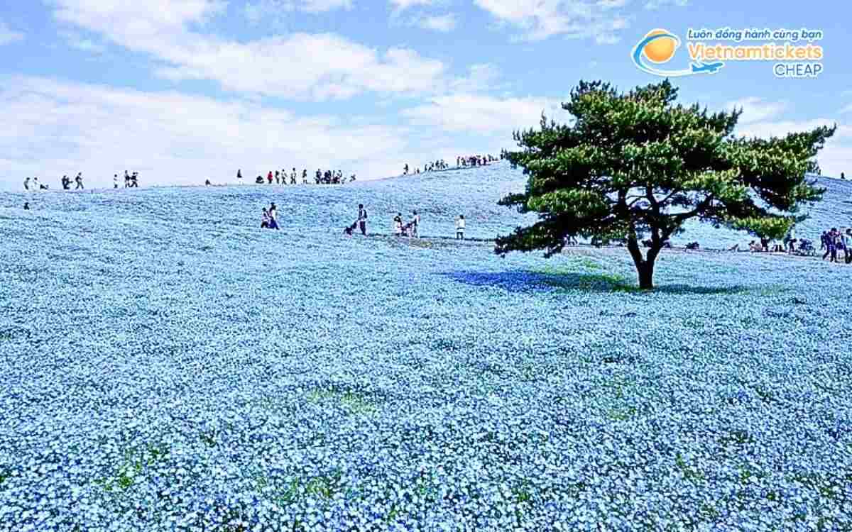 Vé máy bay đi Hitachi bao nhiêu tiền?