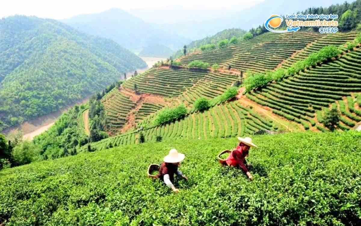 Vé máy bay đi Phongsaly bao nhiêu tiền?