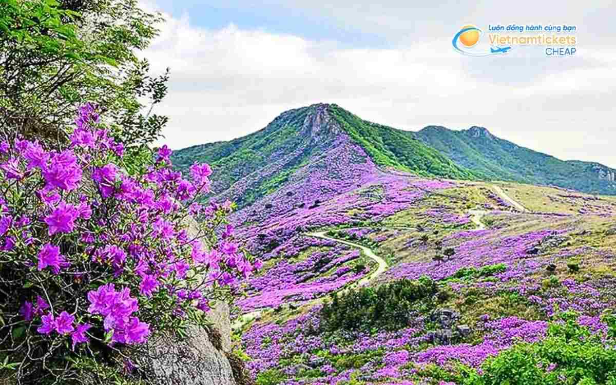 Vé máy bay đi Sancheong bao nhiêu tiền?