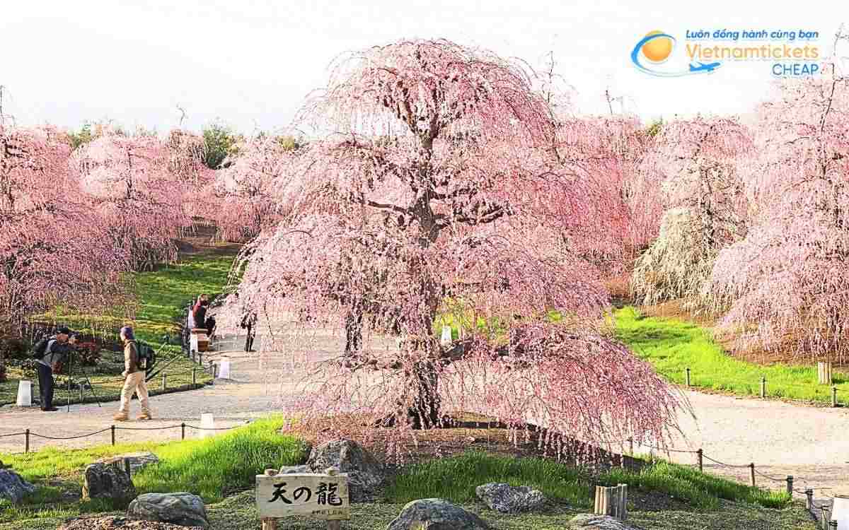 Vé máy bay đi Suzuka bao nhiêu tiền?