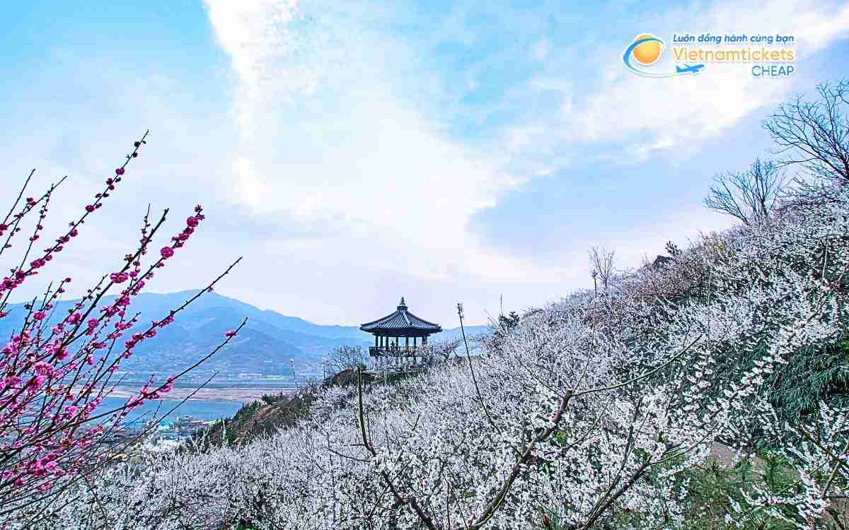 Vé máy bay đi Yeongam bao nhiêu tiền?