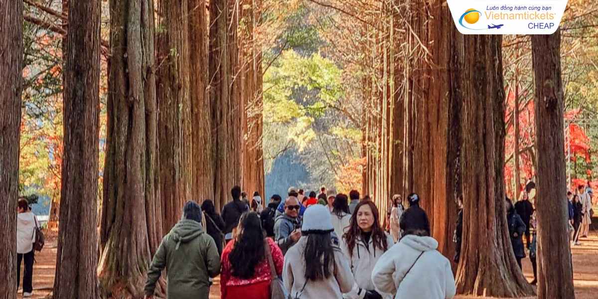 Nami Island ở Hàn Quốc