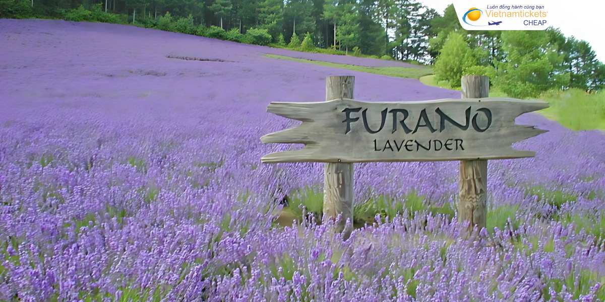 Cánh đồng hoa oải hương ở Furano